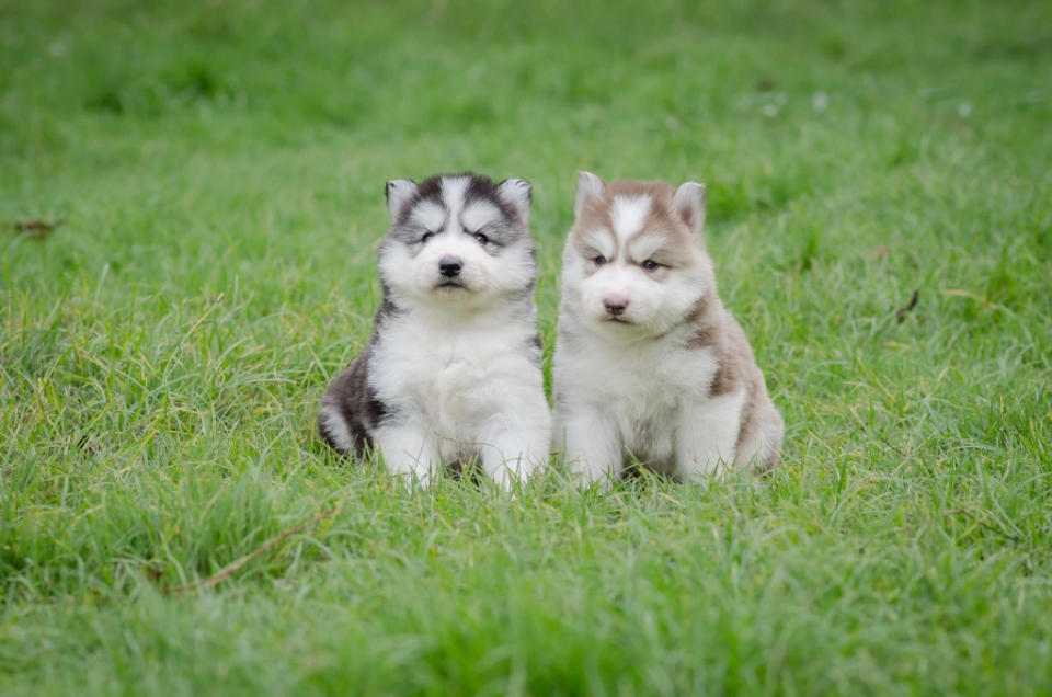 Siberian Husky puppies on grass