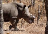 A white female rhino named Carol is seen after she was dehorned by the Animal and Wildlife Area Research and Rehabilitation (AWARE) at Lake Chivero Recreational Park in Norton, Zimbabwe August 25, 2016. REUTERS/Philimon Bulawayo