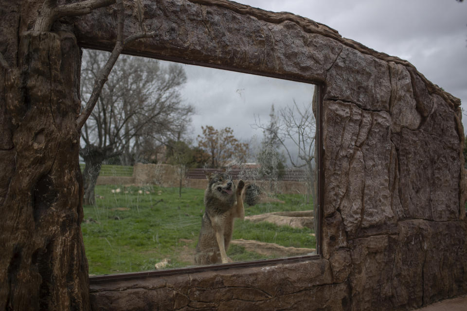 A wolf touches a glass window in it's enclosure in the Attica Zoological Park in Spata, near Athens, on Tuesday, Jan. 26, 2021. (AP Photo/Petros Giannakouris)