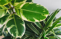 <p><b>Facile à vivre, le ficus elastica aussi appelé caoutchouc offre de magnifiques feuilles épaisses vertes ou panachées, suivant les variétés</b>. 'Tineke' se couvre de feuilles nuancées de blanc et de vert. 'Ruby' propose un feuillage avec une panachure rougeâtre et verte.</p><h3>Où placer son ficus elastica ?</h3><p>Comme toutes les plantes panachées, le ficus elastica demande une exposition lumineuse, sans soleil direct. L’ombre va ternir ses feuilles et le plein soleil va provoquer des brûlures. Il va apprécier une pièce humide comme la salle de bains. Évitez de le déménager trop souvent.</p><h3>Comment faire grandir un ficus elastica ?</h3><p>L’arrosage est important. Ne laissez pas la terre sécher. Arrosez avec une eau à température ambiante. Ajustez les apports d’eau en fonction de l’atmosphère de votre pièce. Brumisez une fois par mois les feuilles du ficus avec une eau non calcaire.</p><h3>Pourquoi les feuilles de mon caoutchouc jaunissent et tombent ?</h3><p>Il peut y avoir plusieurs causes. Le ficus peut être trop arrosé. Dans ce cas, stoppez l’arrosage en attendant que la terre sèche. Le ficus peut manquer de lumière. Dans ce cas, déplacez-le devant une fenêtre ornée d’un voilage. Le ficus est changé trop souvent de place dans votre pièce et le feuillage n’a pas le temps de s’habituer. Dans ce cas stoppez les déplacements.</p><p>Attention aux chats et chiens car <b>les feuilles du caoutchouc sont toxiques</b>.</p><br>