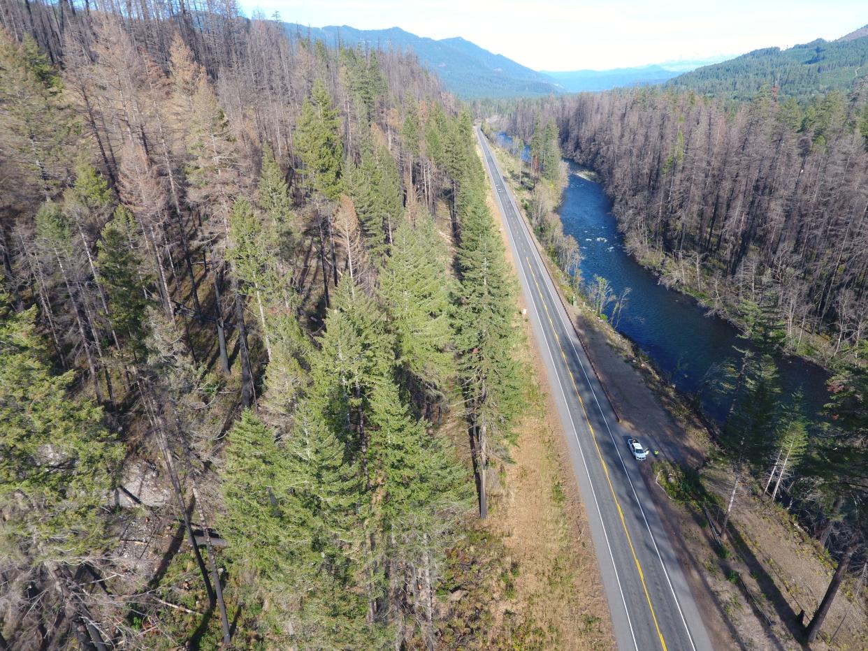 Thousands of trees along Highway 126 have been removed in the wake of the Holiday Farm Fire because they were a danger to motorists. Many trees with questionable survivability were left standing earlier this year in the hopes they would live, but hundreds of them now have been reexamined and marked for removal.