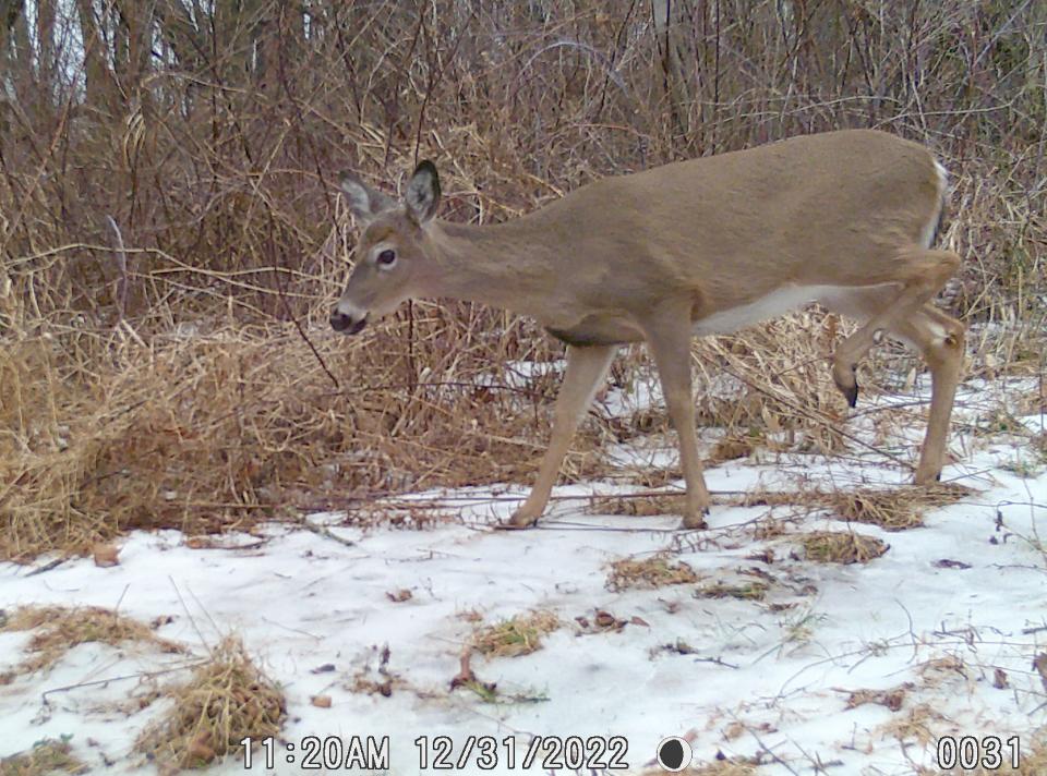 A doe walks near a trail camera Dec. 31 in Somerset County. The Pennsylvania Game Commission's board is scheduled to vote Jan. 28 on a new structure for selling antlerless deer licenses in Pennsylvania.