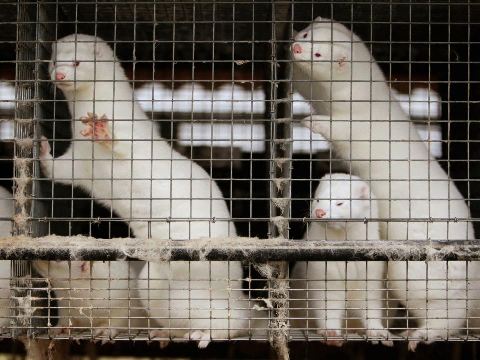 Mink farm, Belarus, November 2011.