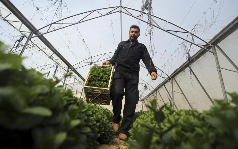 In this Sunday, Feb. 2, 2014 photo, a Palestinian collects mint at a farm in al-Qarara, Gaza Strip. Israel bars virtually all exports from Gaza, as part of punitive policies against the territory’s ruling Islamic militant group Hamas, but makes an exception for some fresh produce, allowing export abroad, but not to Israel and the West Bank, traditionally Gaza's main market. Israel has cited security reasons for its export restrictions, but critics say that once goods are allowed out of Gaza after having undergone security checks, there's no reason to limit the destinations they can be sent to. (AP Photo/Hatem Moussa)