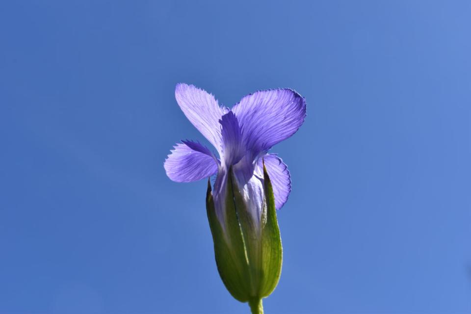 Fringed Gentian (Gentianopsis crinita) flower on a clear, blue day. 