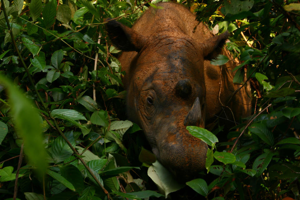 蘇門答臘犀牛過去曾遍布亞洲各地，如今全球剩下不到100隻，屬於瀕危物種。