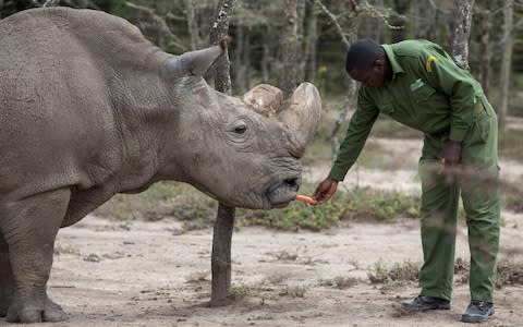 Sudan, the last surviving male northern white rhino, is fed by a warden at the Ol Pejeta Conservancy in Laikipia national park - Credit: Reuters