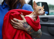 Laura Gretch, Humane Rescue Alliance transport manager, holds Frances, an 8-year-old Chihuahua mix who is one of the 26 cats and dogs arriving at Humane Rescue Alliance in Washington, Tuesday, Sept. 11, 2018, from Norfolk Animal Care and Control of Norfolk, Va., in advance of Hurricane Florence. People aren't the only ones evacuating to get out of the path of Hurricane Florence. The dogs and cats will all be available for adoption.(AP Photo/Carolyn Kaster)