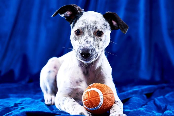 Puppies with special needs playing in puppy bowl 2023