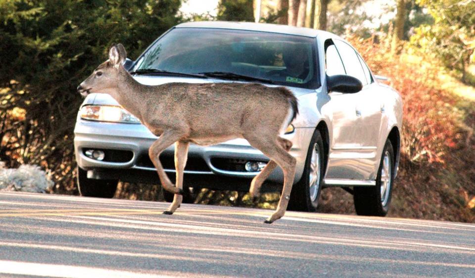 A motorist stops on Route 88 in Wheeling, W.Va., as a deer crosses the road.