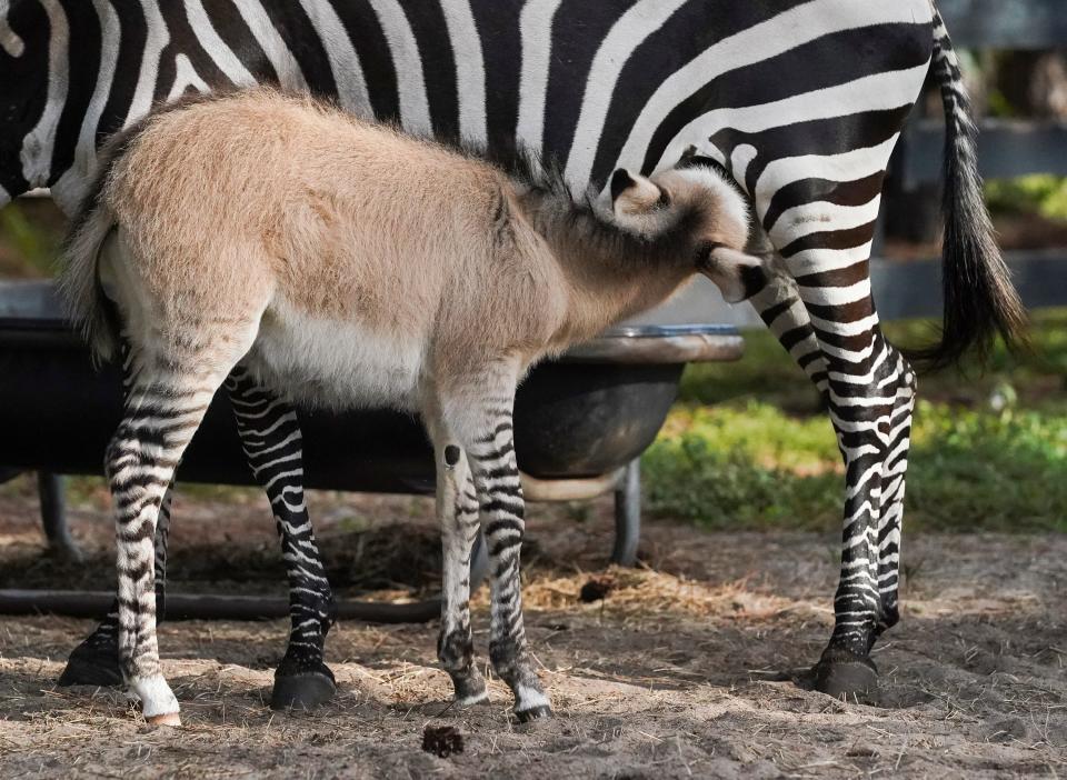 Zing, a 12-day-old male zonkey, feeds from his mother Zola, a 13-year-old female plains zebra, Thursday, July 13, 2023, at CoaSTable ranch in Palm City. Zing is a rare hybrid, made even more unique because his father, Dominic, is a miniature donkey. For more information, go to www.minizonkey.com.