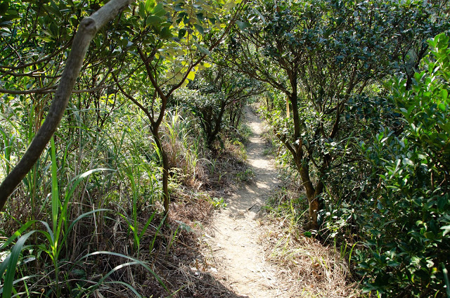 劍龍稜第一段新路線，先必須高繞過一座山頭，主要由泥土路構成，是在樹林中漫步