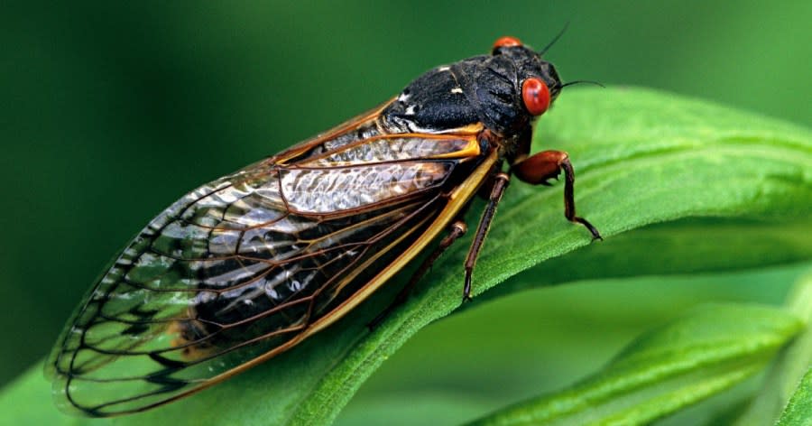 Wondering when you’ll finally get tired of hearing cicadas this year? (Getty Images)