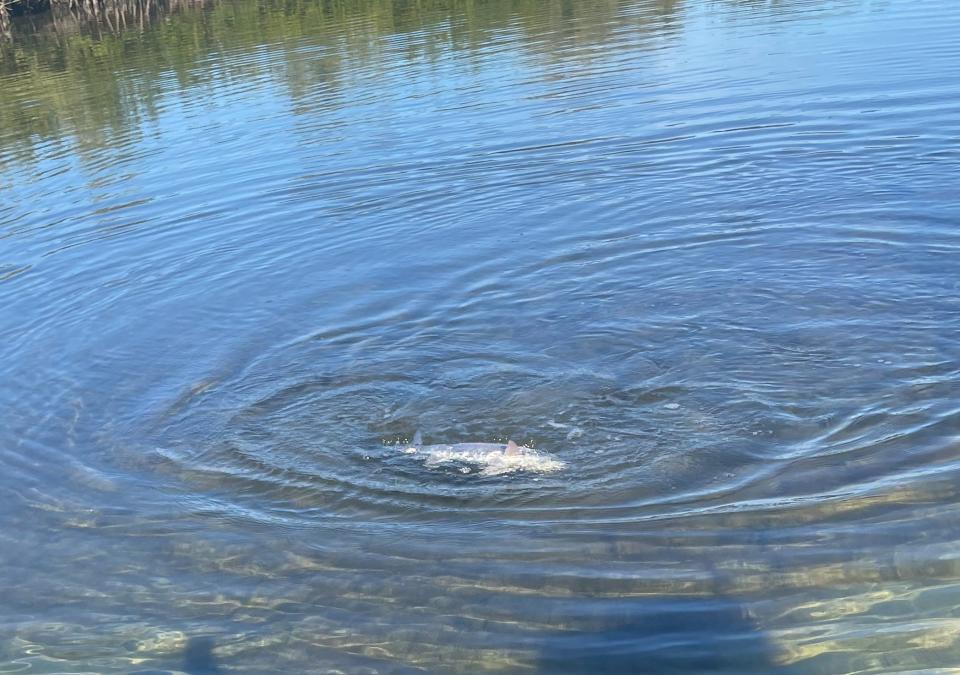 Clear river water has been the norm lately in the intracoastal.