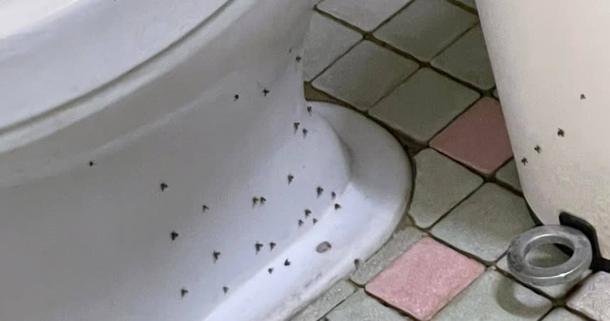 網友曬出家中廁所佈滿小飛蛾，上網求救找除蟲公司來也沒用。（圖／翻攝自《爆系知識家》）