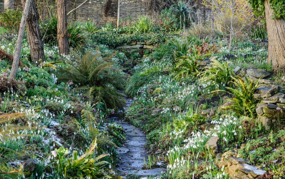 The Ditch  at East Lambrook Manor carpeted with snowdrops