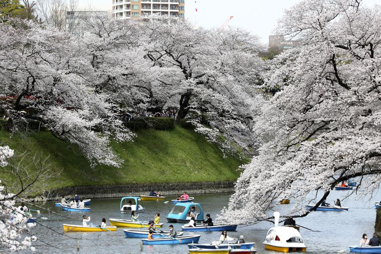 Cerezos en flor en el Foso de Chidorigafuchi; Japón