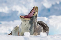 During a zodiac cruise in Neko Harbour, Antarctica we approach a leopard seal resting on an ice floe. As we came closer his initial indifference to our presence was replaced by a warning growl. He was reminding us that we were the visitors and this was his home - a home where he plays by his own rules. (Photo and caption by Kellie Netherwood/National Geographic Traveler Photo Contest) <br> <a href="http://travel.nationalgeographic.com/travel/traveler-magazine/photo-contest/2013/" rel="nofollow noopener" target="_blank" data-ylk="slk:See more and submit;elm:context_link;itc:0;sec:content-canvas" class="link ">See more and submit</a>