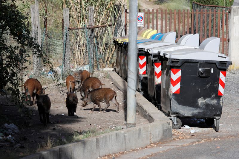 Wild boars roam street foraging for food in Rome