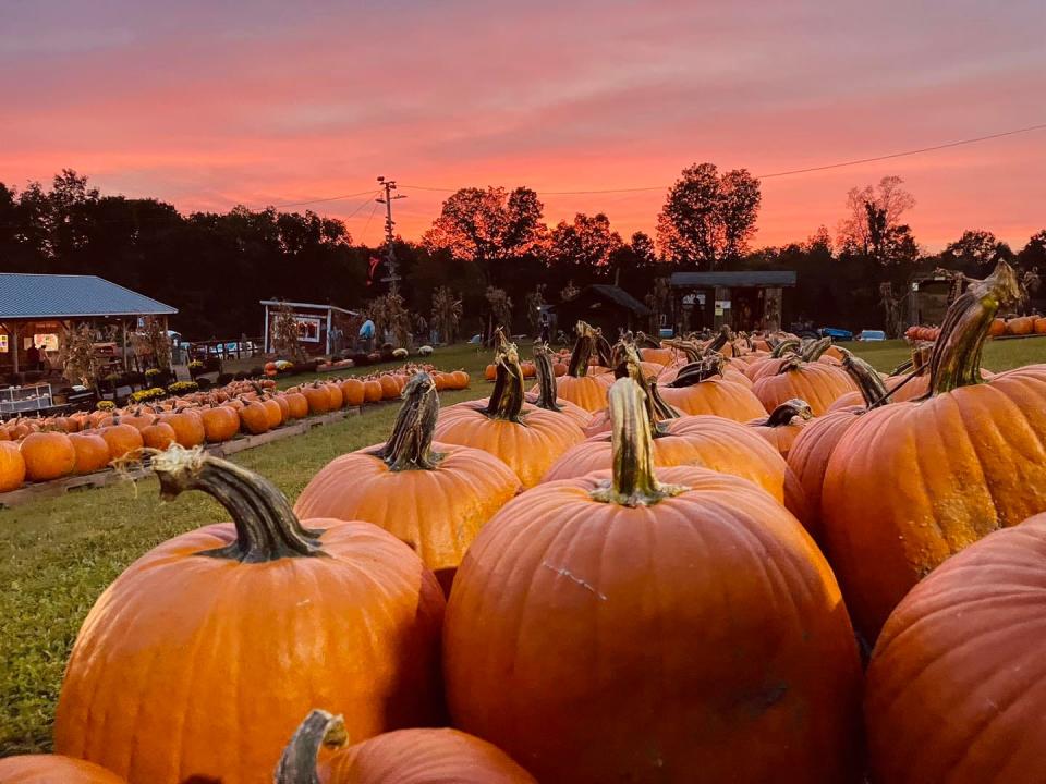 The sun sets over Will's Cackleberry Castle's pumpkin patch.