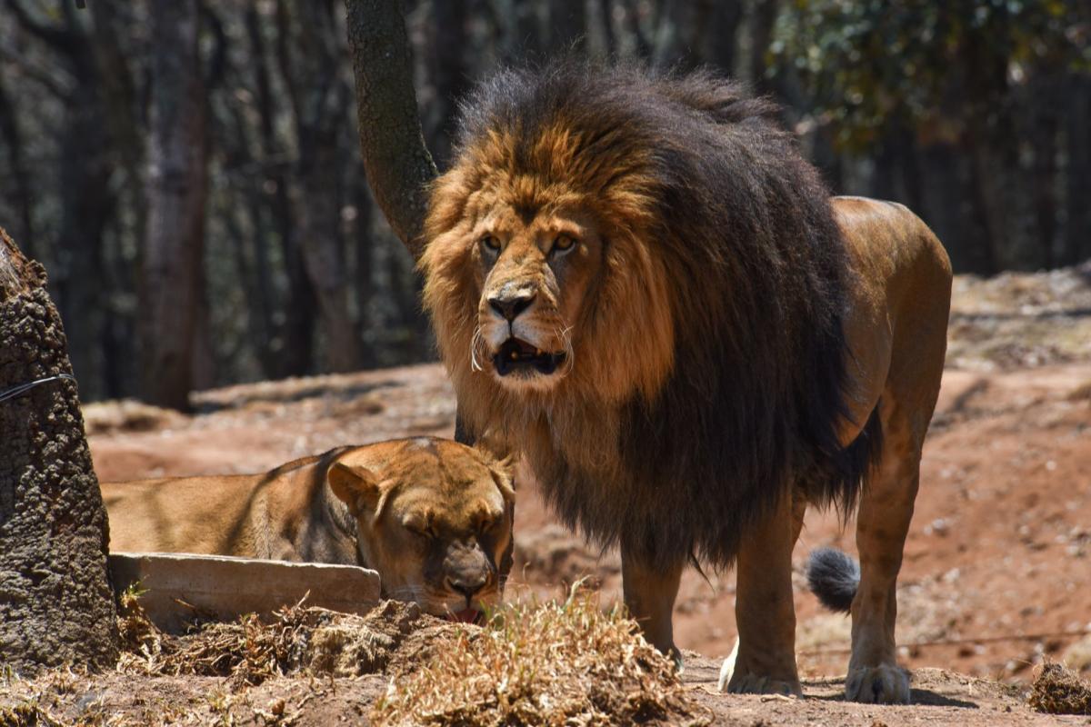 Bioparque Estrella pide ayuda para alimentar a sus más de 2,000 animales  tras su cierre de puertas por la pandemia