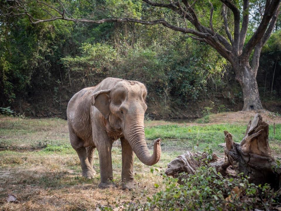Pai Lin, an elephant with a deformed back, is roaming a lush green field.