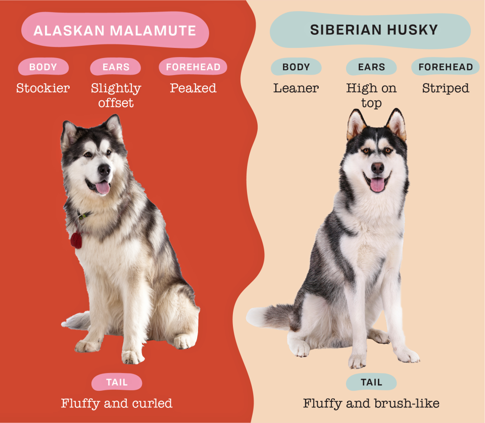 alaskan malamute versus siberian husky breed trait infographic