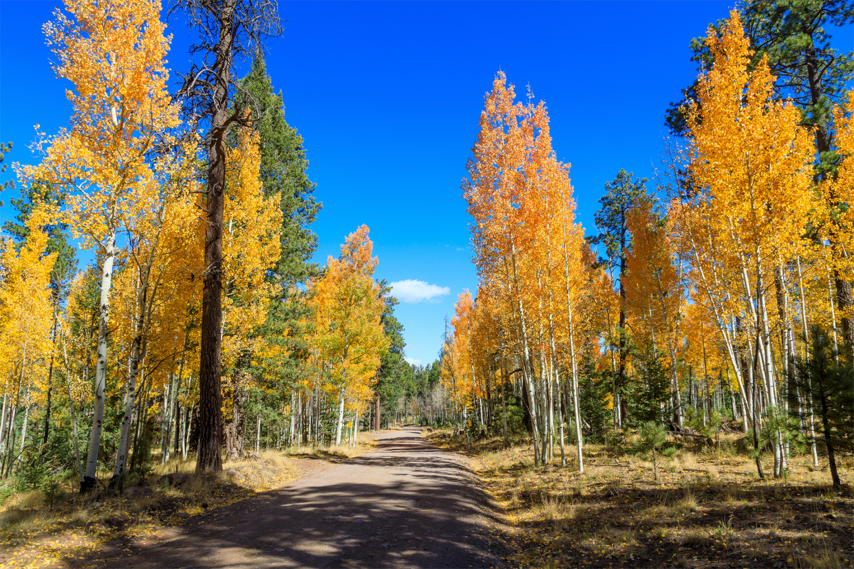 Alpine, Arizona