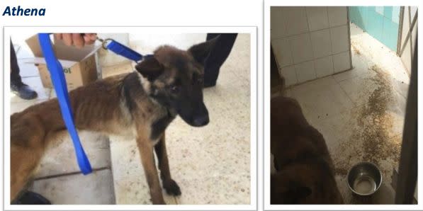 Athena was 2-years old when she arrived in Jordan in May 2017. Less than a year later she was found to be severely emaciated, and she returned to the U.S. in April 2018 for treatment. She made a full recovery. Her kennel with dirt and feces on the floor is shown on the right, along with a bowl that had no water. (Photo: oversight.gov)