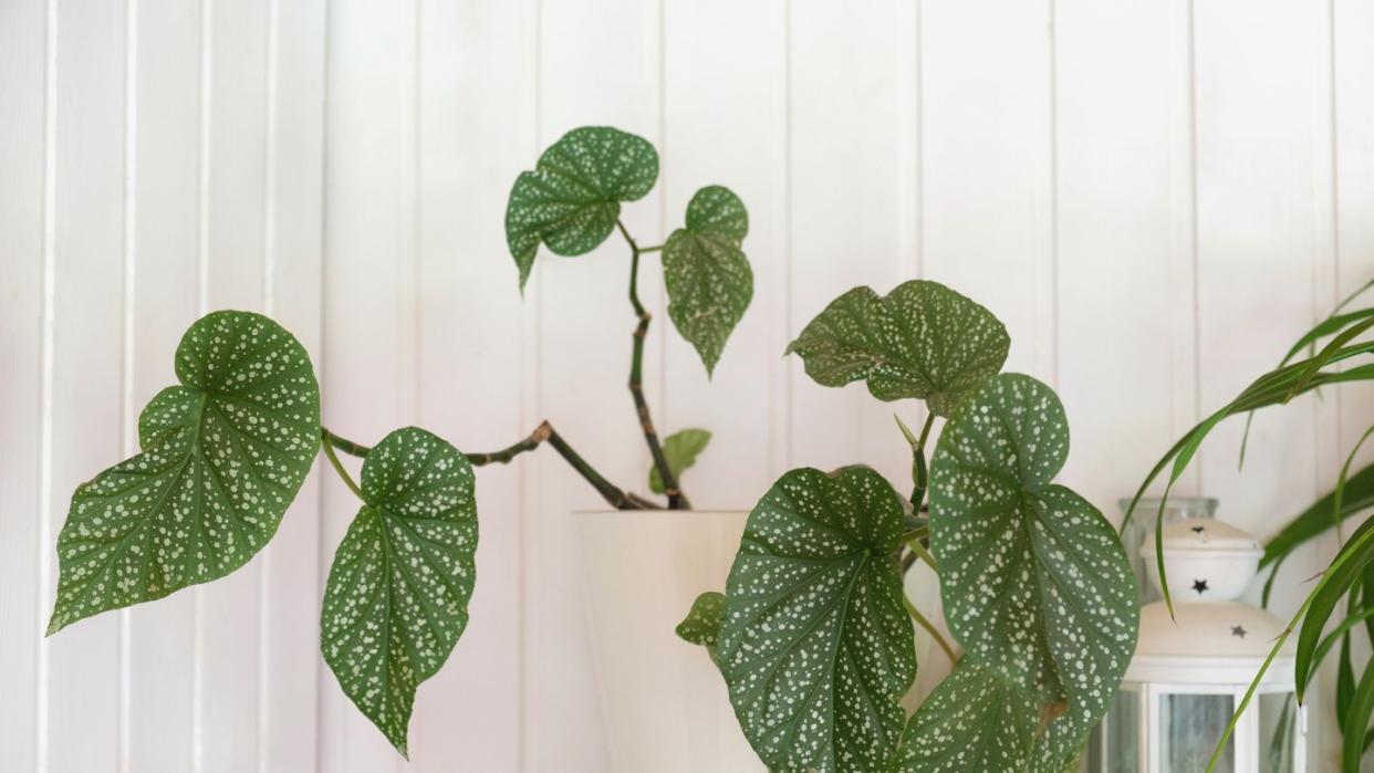 dots begonia house plant leaves begonia maculata in white pot on white wooden background cozy home with houseplants close up on the polka dot patterned leaves home plant tropical potted plant