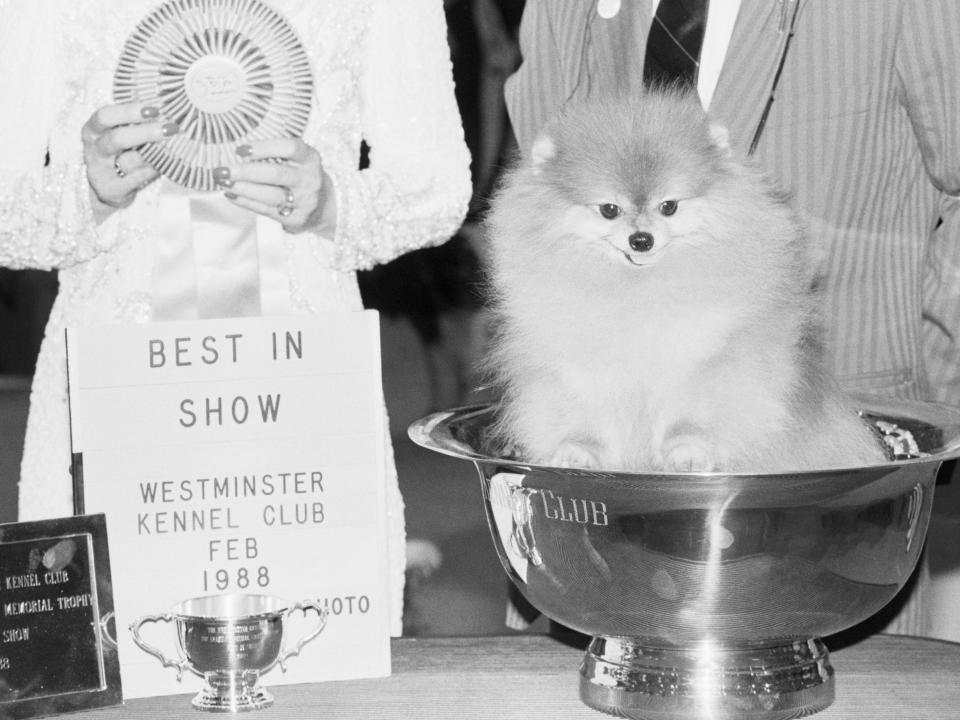 Prince Charming II was the first Pomeranian to win Best in Show in 1988.