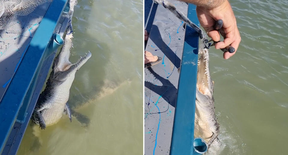 The crocodile hanging from the net and a person working to cut it free with pliers.