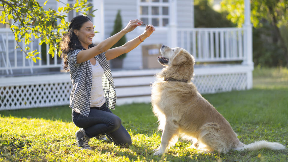 woman training retriever in her garden