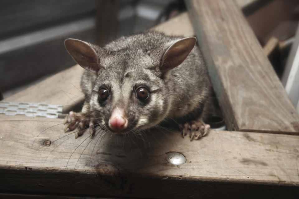 A brush-tailed possum