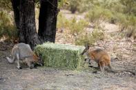 Wallabies eat hay left out for them by land holders near Cooma