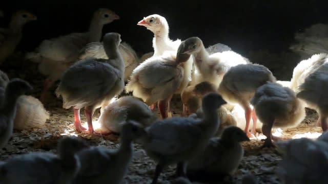 Turkeys on a poultry farm