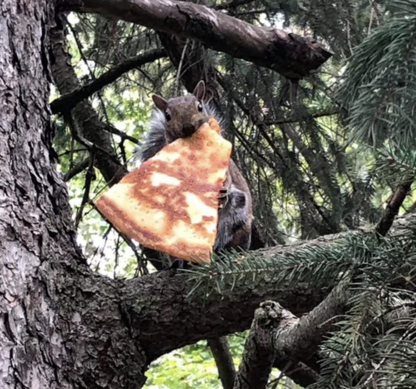 A squirrel is in a tree eating a slice of pizza