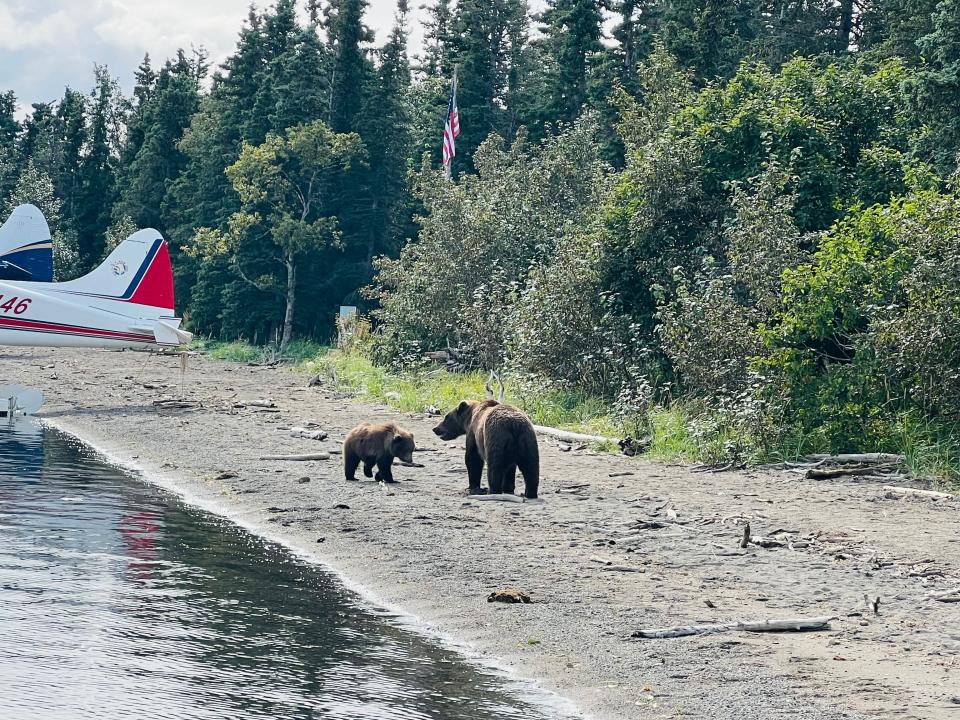 A bear and her cub walk along the beach near the floatplane.