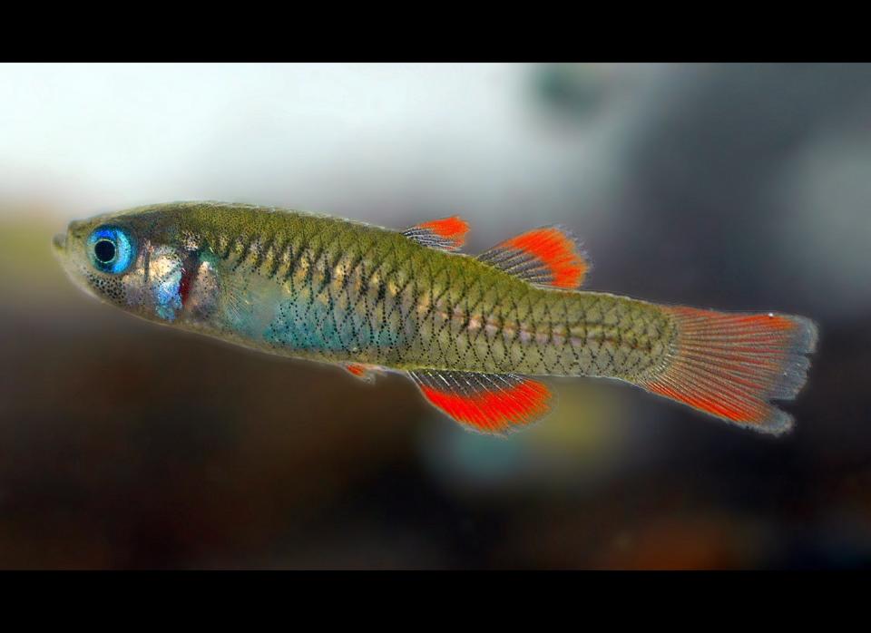 <strong>Scientific Name:</strong> <em>Scaturiginichthys vermeilipinnis</em>    <strong>Common Name: </strong>Red-Finned Blue Eye    <strong>Category:</strong> Freshwater Fish    <strong>Population: </strong>2,000 - 4,000 Individuals    <strong>Threats To Survival:</strong> Predation by introduced species