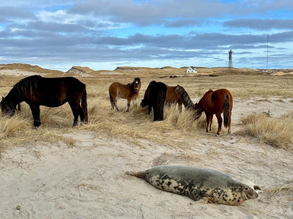 Seals and horses co-exist on the shores of Sable Island. In the background is the old lightkeepers house that the research team lives in. <em>CREDIT: Michelle Shero/ ©Woods Hole Oceanographic Institution</em>