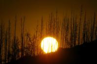 FILE PHOTO: THE SUN RISES BEHIND A BURNED ROW OF TREES IN CANBERRA.