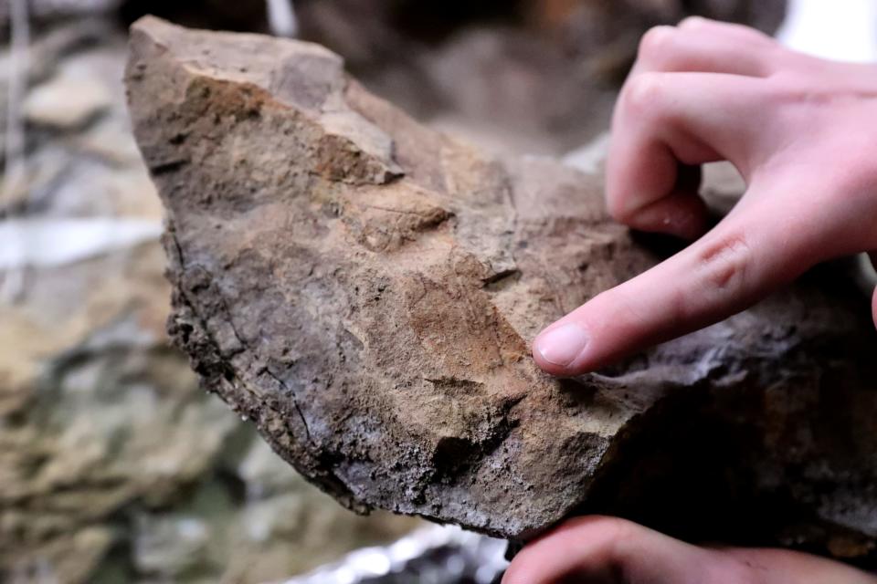 Mandi O’Grady shows some of the impressions of plant material that was found in the rock that surrounded a triceratops skull that is being processed at Earth Experience - Middle Tennessee Museum of Natural History, on Thursday, Dec. 14, 2023.