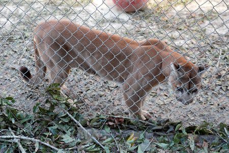 A mountain lion stands in a cage near debris from Hurricane Michael at the Bear Creek Feline Center in Panama City, Florida, U.S. October 12, 2018. REUTERS/Terray Sylvester