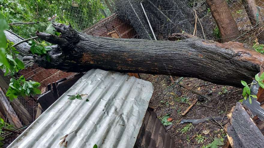 110 perros se quedaron sin sus cuchas por el temporal