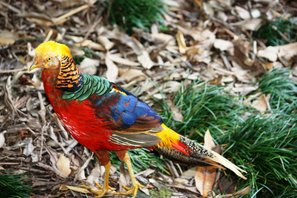 a colorful Chinese Golden Pheasant standing in the grass