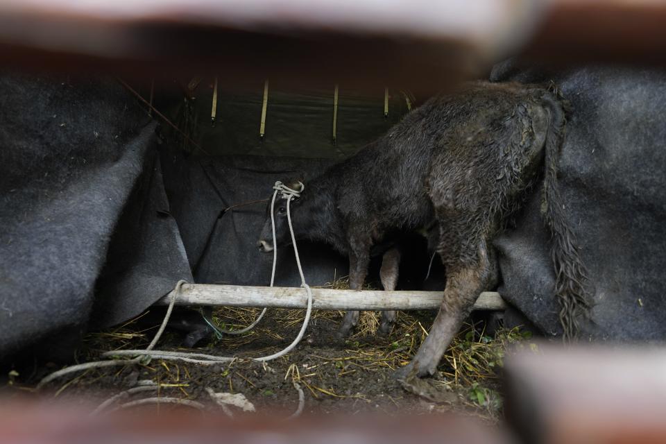 A Spanish Fighting Bull calf arrives at a farm animal shelter in La Calera, Colombia, Thursday, Feb. 16, 2023. Miguel Aparicio, a businessman who runs the shelter, is hoping to turn it into a sanctuary for the Spanish Fighting Bull. (AP Photo/Fernando Vergara)