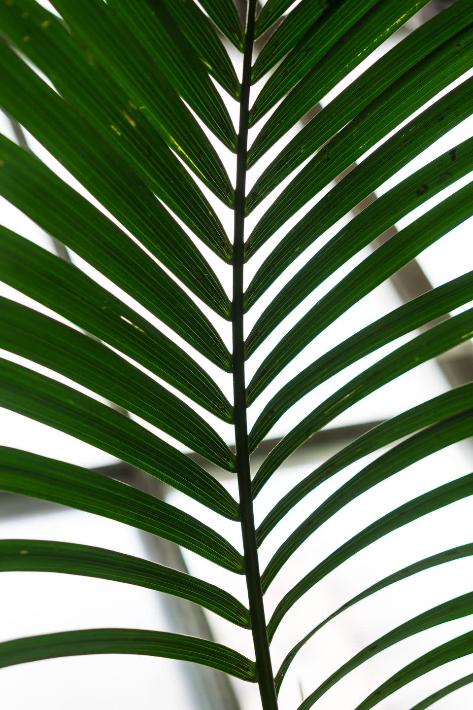 kentia palm  howea forsteriana