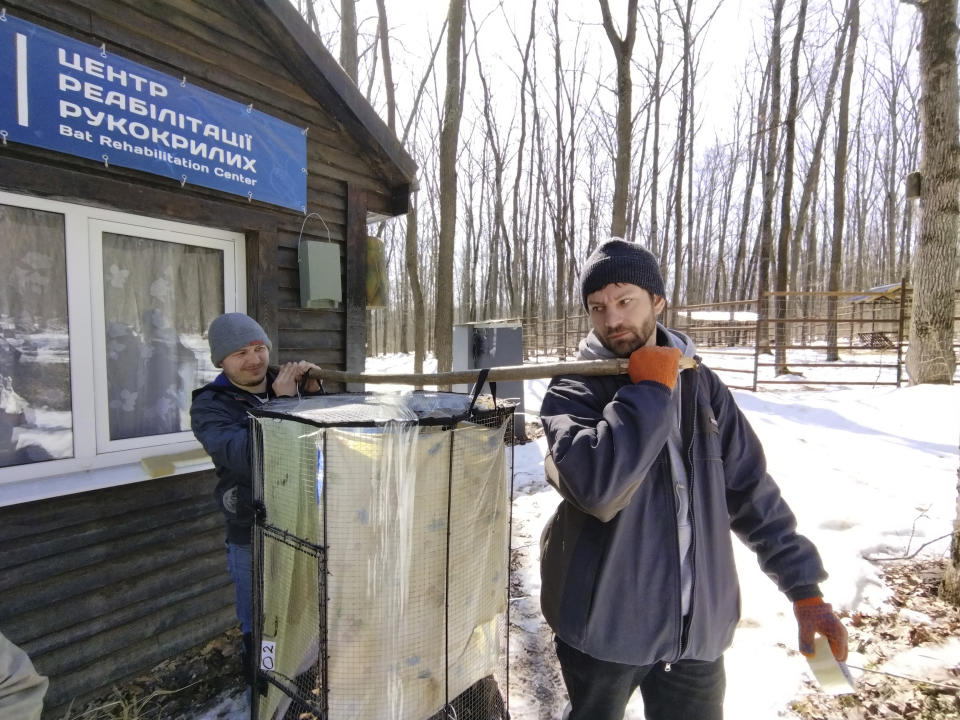 In this March 2022 photo provided by Alona Shulenko, fellow zoologist Anton Vlaschenko, foreground, and a volunteer transport bats at the Ukrainian Bat Rehabilitation Center in Kharkiv, Ukraine. The team released hibernating bats from their facilities in March. (Alona Shulenko via AP)