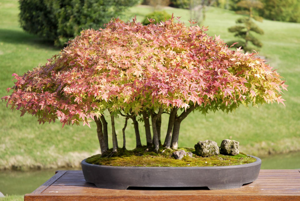 4. Bonsai trees