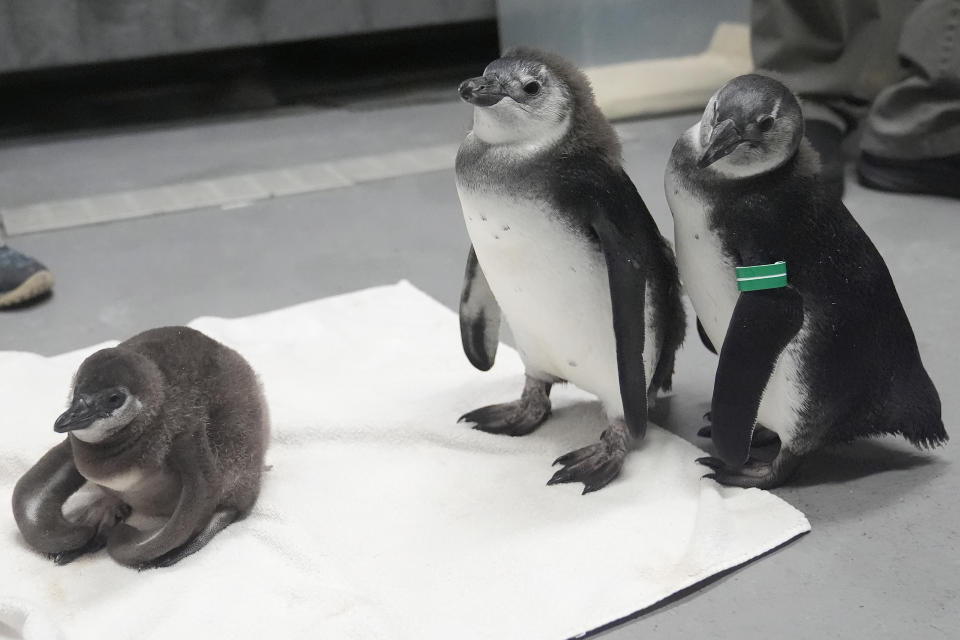 An unnamed African penguin chick, left, born in January 2024, sits on a towel next to Nelson, middle, and Alice, both born in November 2023, at the California Academy of Sciences in San Francisco, Thursday, Feb. 8, 2024. The museum in San Francisco's Golden Gate Park has a bounty of African penguin chicks after 10 hatched in just over a year as part of an effort to conserve the endangered bird. (AP Photo/Jeff Chiu)